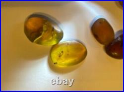 Lot of 7 unknown bug Real Amber insect fossil dinosaur age all for one money