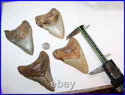 MEGALODON Fossil Giant Shark Teeth Ocean All Natural LOT OF 4 BEAUTIFUL TEETH